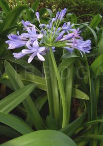 Agapanthus africanus - Inflorescence - Click to enlarge!