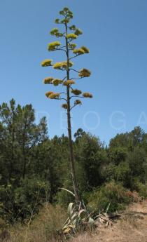 Agave americana - Habit of plant in flower - Click to enlarge!