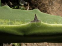 Agave americana - Leaf margin - Click to enlarge!