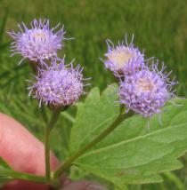 Ageratum conyzoides - Flower heads - Click to enlarge!