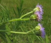 Ageratum conyzoides - Flower heads, side view - Click to enlarge!