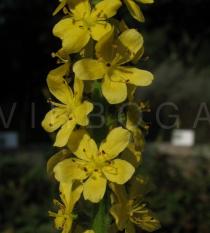 Agrimonia eupatoria - Flowers - Click to enlarge!