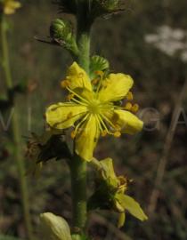 Agrimonia eupatoria - Flower - Click to enlarge!