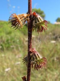 Agrimonia eupatoria - Fruit - Click to enlarge!