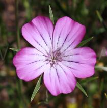 Agrostemma githago - Flower - Click to enlarge!