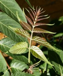 Ailanthus altissima - Emerging leaf - Click to enlarge!