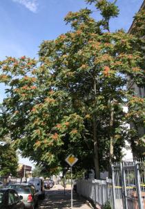 Ailanthus altissima - Habit - Click to enlarge!