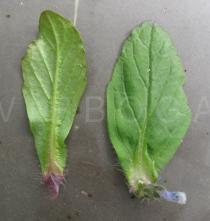 Ajuga genevensis - Upper and lower surface of leaf - Click to enlarge!