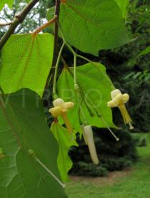 Alangium platanifolium - Inflorescence - Click to enlarge!
