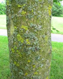 Alangium platanifolium - Bark - Click to enlarge!