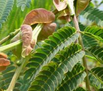 Albizia chinensis - Stipules - Click to enlarge!
