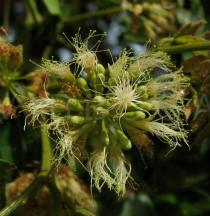 Albizia glaberrima - Inflorescence - Click to enlarge!