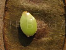 Albizia glaberrima - Unripe seed exposed - Click to enlarge!