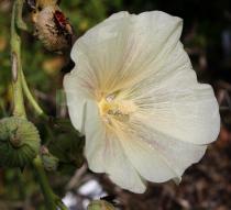 Alcea rosea - Flower - Click to enlarge!