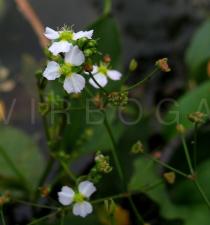 Alisma plantago-aquatica - Flower - Click to enlarge!