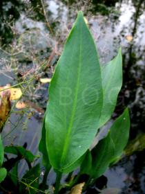Alisma plantago-aquatica - Leaf - Click to enlarge!