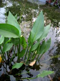 Alisma plantago-aquatica - Leaves - Click to enlarge!