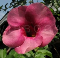 Allamanda blanchetii - Flower - Click to enlarge!