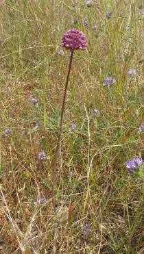Allium ampeloprasum - Habit - Click to enlarge!