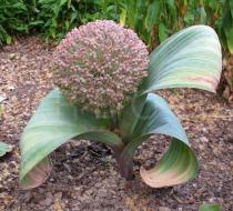 Allium karataviense - Habit - Click to enlarge!