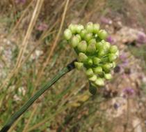Allium lusitanicum - Inflorescence, flower buds - Click to enlarge!