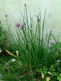 Allium schoenoprasum - Habit - Click to enlarge!