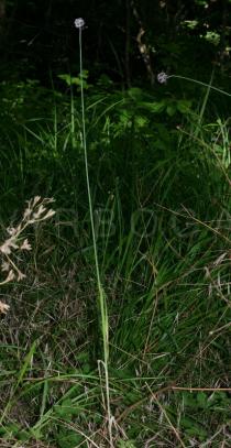 Allium scorodoprasum - Habit - Click to enlarge!