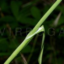 Allium scorodoprasum - Leaf sheath - Click to enlarge!