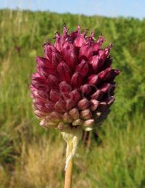 Allium sphaerocephalon - Flower head - Click to enlarge!