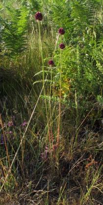 Allium sphaerocephalon - Habit - Click to enlarge!