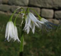 Allium triquetrum - Inflorescence - Click to enlarge!