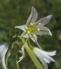 Allium triquetrum - Flower - Click to enlarge!