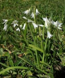 Allium triquetrum - Habit - Click to enlarge!