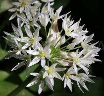 Allium ursinum - Inflorescence - Click to enlarge!