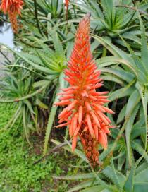 Aloe arborescens - Inflorescence - Click to enlarge!