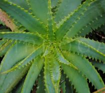 Aloe arborescens - Foliage - Click to enlarge!