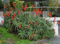 Aloe arborescens - Habit - Click to enlarge!