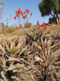 Aloe debrana - Habit - Click to enlarge!