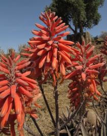 Aloe debrana - Inflorescence - Click to enlarge!
