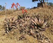 Aloe debrana - Habit - Click to enlarge!