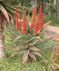 Aloe ferox - Habit - Click to enlarge!