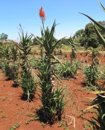 Aloe kedongensis - Habit - Click to enlarge!