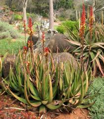 Aloe lutescens - Habit - Click to enlarge!