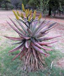 Aloe marlothii - Habit - Click to enlarge!