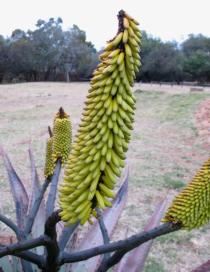 Aloe marlothii - Inflorescence - Click to enlarge!