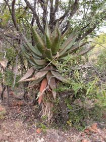 Aloe marlothii - Habit - Click to enlarge!