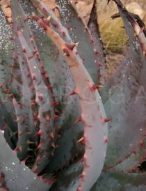 Aloe peglerae - Leaf - Click to enlarge!
