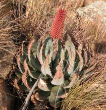 Aloe peglerae - Habit - Click to enlarge!
