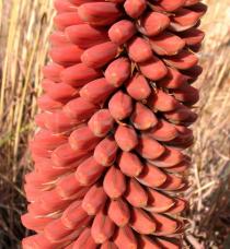 Aloe peglerae - Inflorescence, flower bud still closed - Click to enlarge!