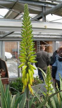 Aloe vera - Inflorescence - Click to enlarge!